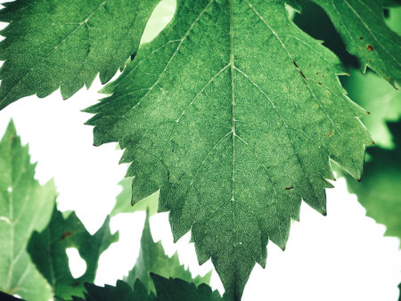 Grape leaves