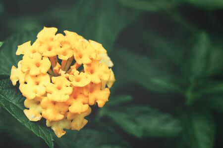 Yellow flowersの写真素材