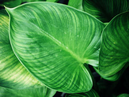 Green leavesの写真素材