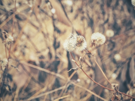 Dry flowersの写真素材