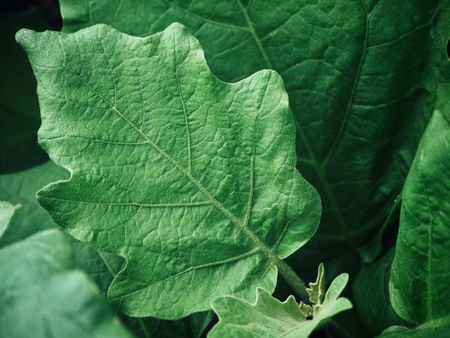 Green leavesの写真素材