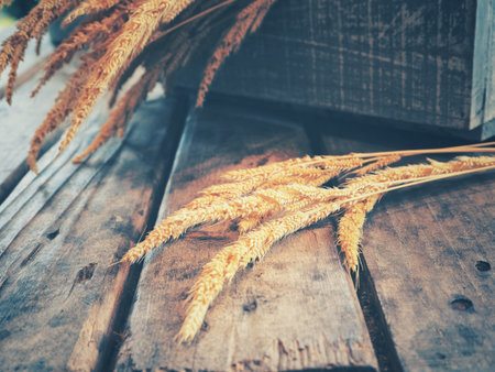 Paddy riceの写真素材