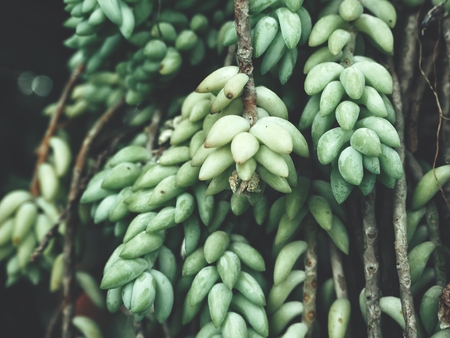 Fern leavesの写真素材