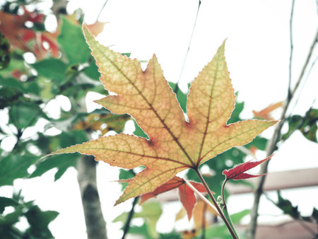 Maple leaves on tree