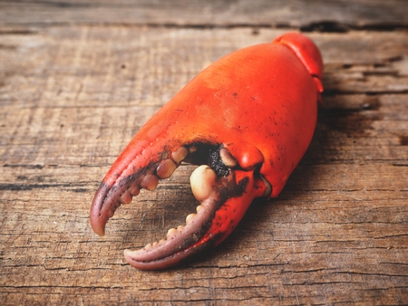 Crab claw close upの写真素材