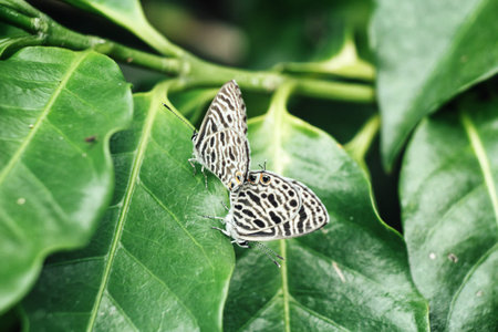 Couple of butterfly