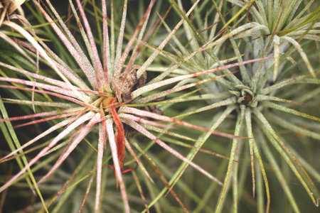 Cactus close up