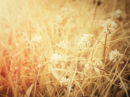 Dry flowersの写真素材