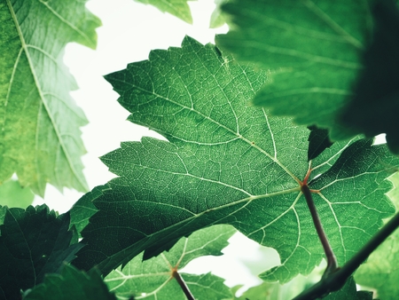 Grape leavesの写真素材