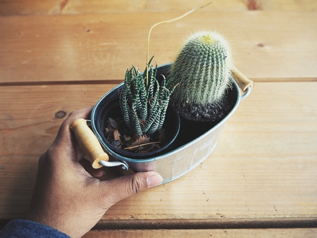 Cactus potの写真素材