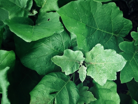 Green leavesの写真素材