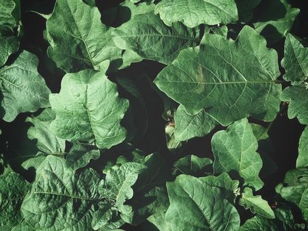 Green leavesの写真素材