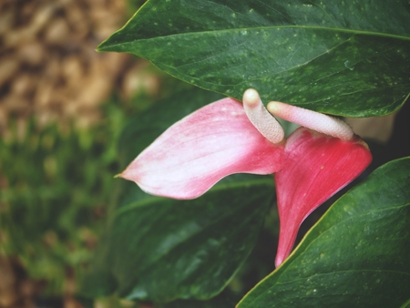 Flamingo flowerの写真素材