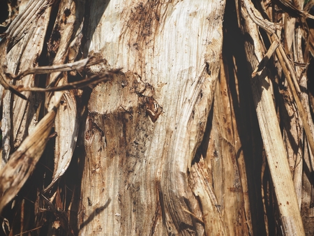 Dried leavesの写真素材