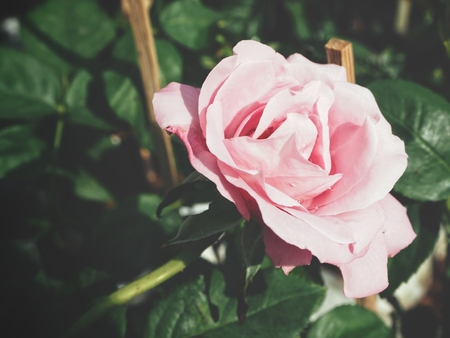 Rose in the gardenの写真素材