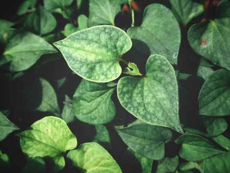 Green leavesの写真素材