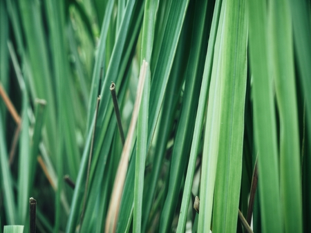 Vetiverの写真素材