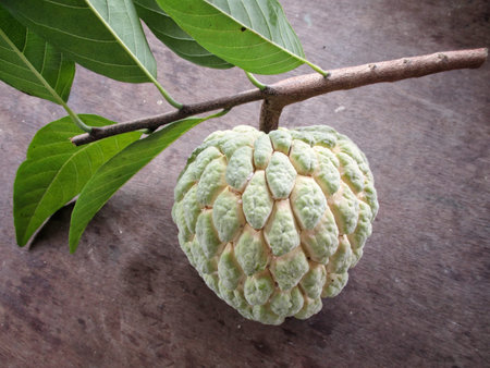 Sugar apple