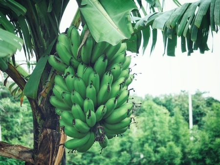 Bunch of bananasの写真素材