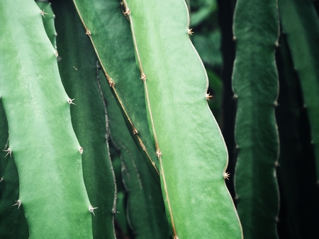 Branches of dragon fruitの写真素材