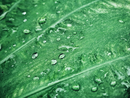 Water drop on leafの写真素材