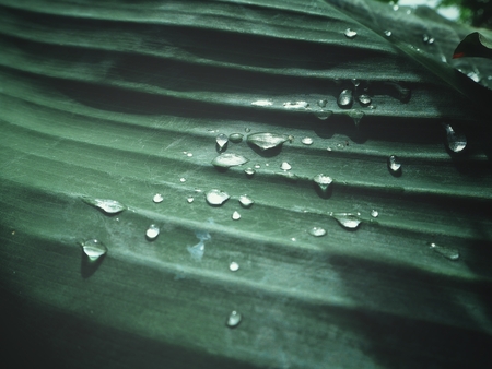 Water drop on leafの写真素材