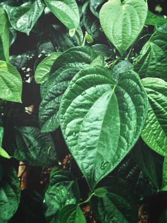 Betel leavesの写真素材