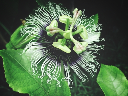 Passion fruit flowerの写真素材