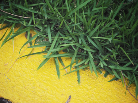 Grass