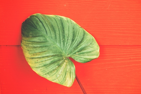 Tropical leavesの写真素材