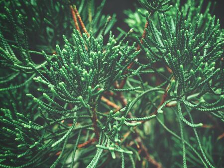 Pine leaves backgroundの写真素材