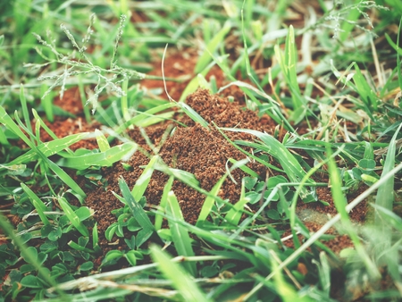 Ants nestの写真素材
