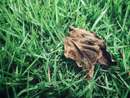 Dried leaves on grass backgroundの写真素材
