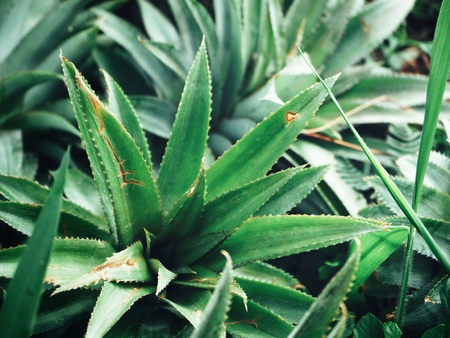Pineapple leavesの写真素材