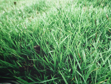 Grass background