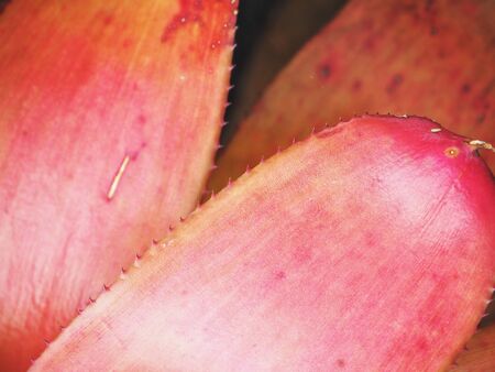 Red leaves backgroundの写真素材