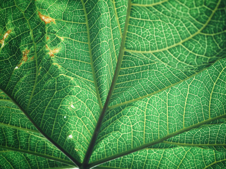 Green leaves background