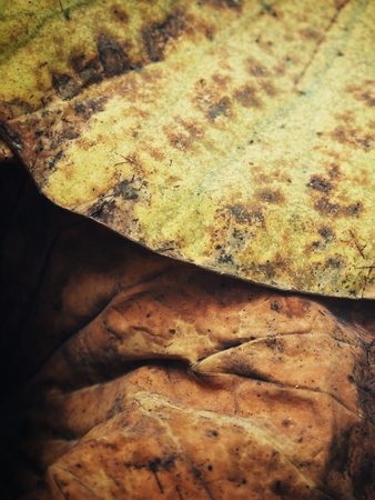 Dried leavesの写真素材