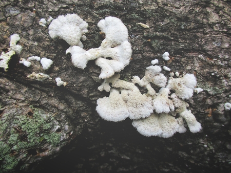 Mushroom on treeの写真素材