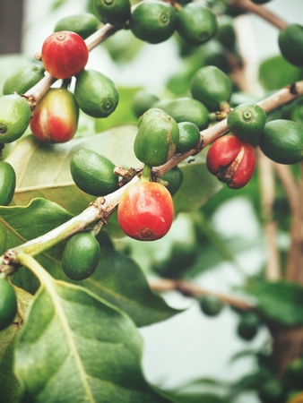 Coffee plantの写真素材