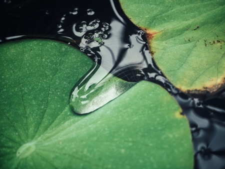 Water drop on lotus leafの写真素材