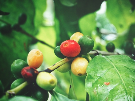 Coffee plantの写真素材