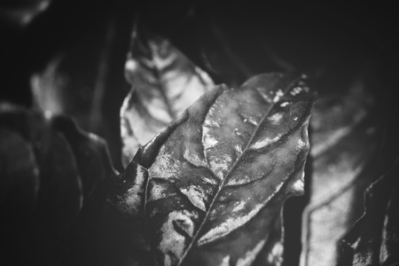 Black and white leavesの写真素材