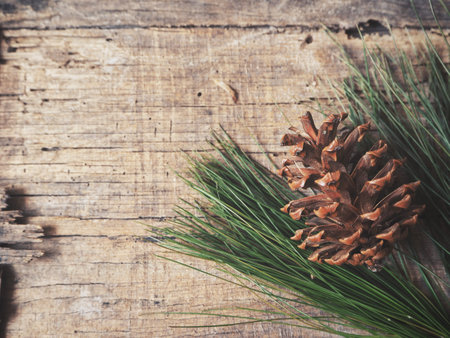 Pine cone