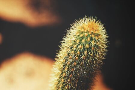 Cactusの写真素材