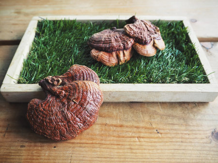 Ganoderma Lucidum - Ling Zhi Mushroom