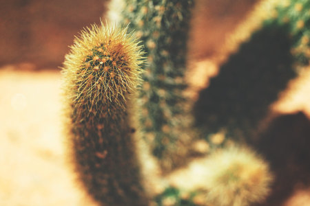 Cactus