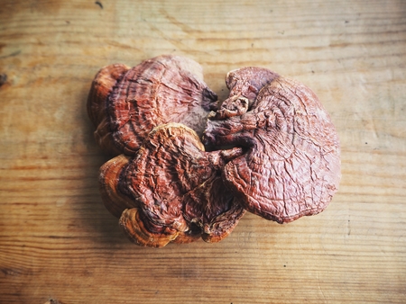 Ganoderma Lucidum - Ling Zhi Mushroomの写真素材