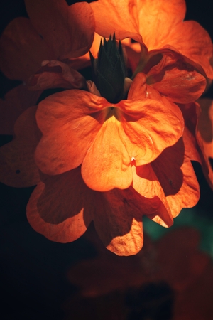 Orange flowersの写真素材