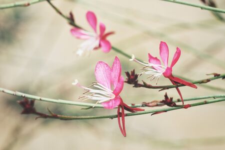 Pink flowersの写真素材